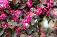 High germination loropetalum samen