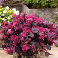 Ornamental loropetalum shrub with rot blooms