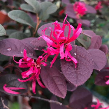 Rot loropetalum blume samen for anpflanzung