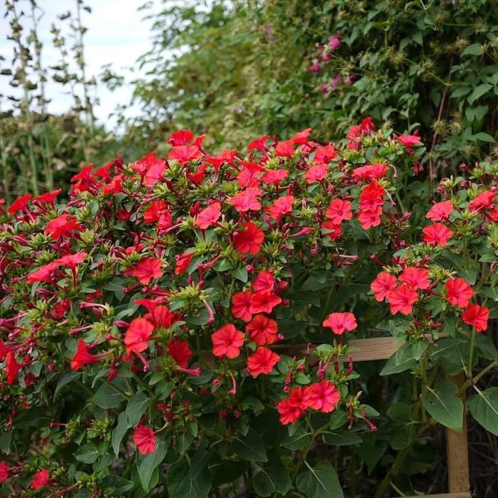 Non gmo rot mirabilis scarlet blume samen