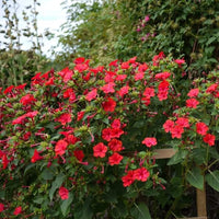 Non gmo rot mirabilis scarlet blume samen