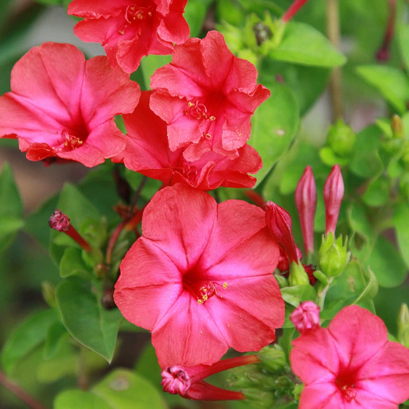 Ornamental rot mirabilis scarlet pflanze for gardens