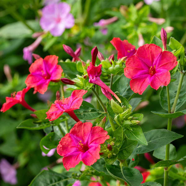 Rot mirabilis scarlet blume samen for anpflanzung