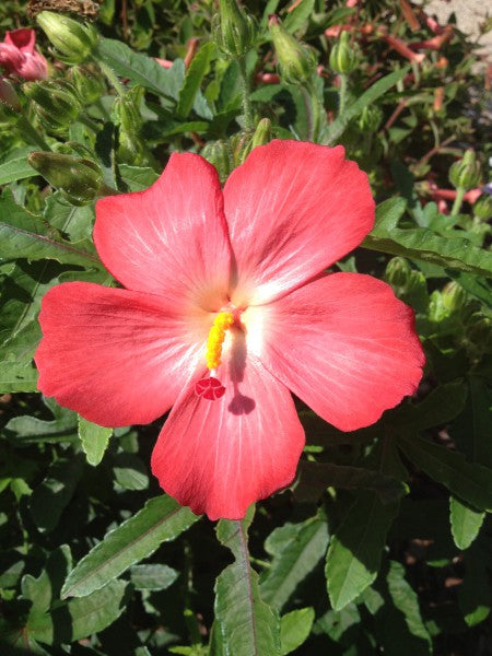 Traditionssorte Hibiskus Abelmoschus Blumensamen zur Aussaat Garten beliebt Traditionssorte & ohne Gentechnik Samen Hausgarten