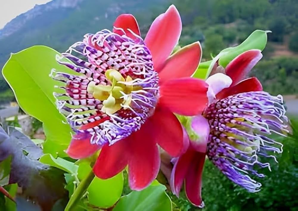 Non-gmo rot passiflora alata samen