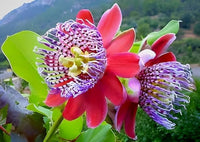 Non-gmo rot passiflora alata samen