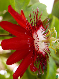 Pollinators visiting rot passiflora alata blumen