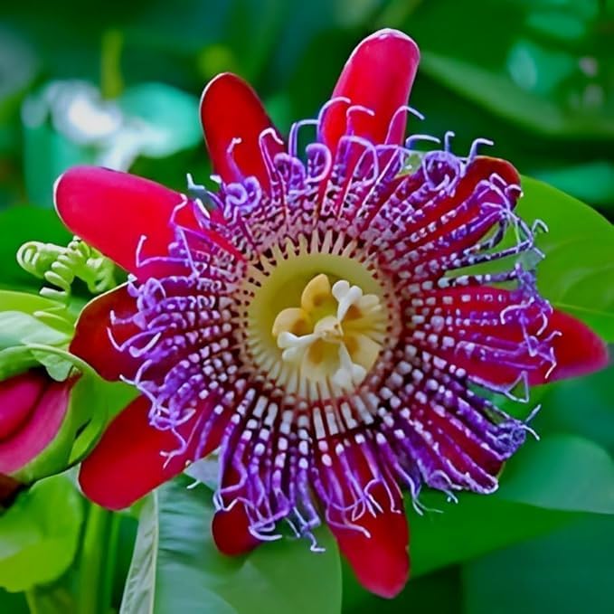 Rot passiflora alata samen for anpflanzung