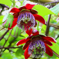 Passiflora alata climbing vine with rot blooms
