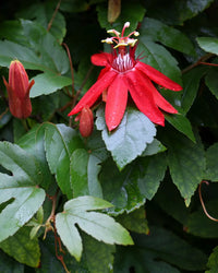 Rot Passiflora Blumensamen zur Aussaat – lang Blüte Saison – Traditionssorte & ohne Gentechnik Samen Hausgarten