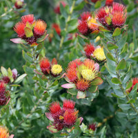Non-gmo rot pincushion blume samen