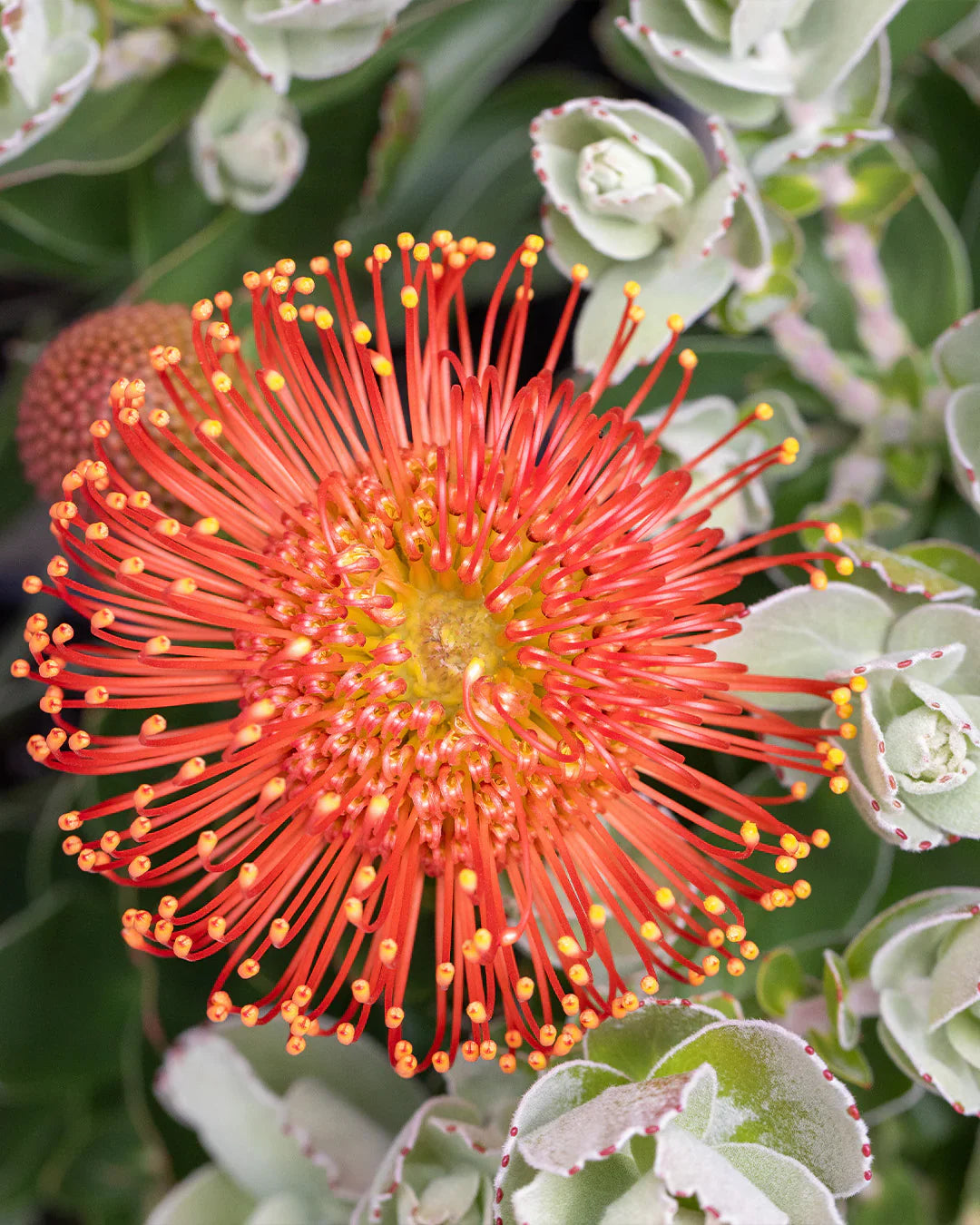Ornamental rot pincushion blume pflanze