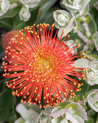 Ornamental rot pincushion blume pflanze