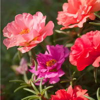 Rot portulaca used as ground cover