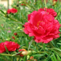 Non-gmo rot portulaca samen