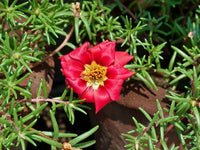 Rot portulaca blume samen for anpflanzung