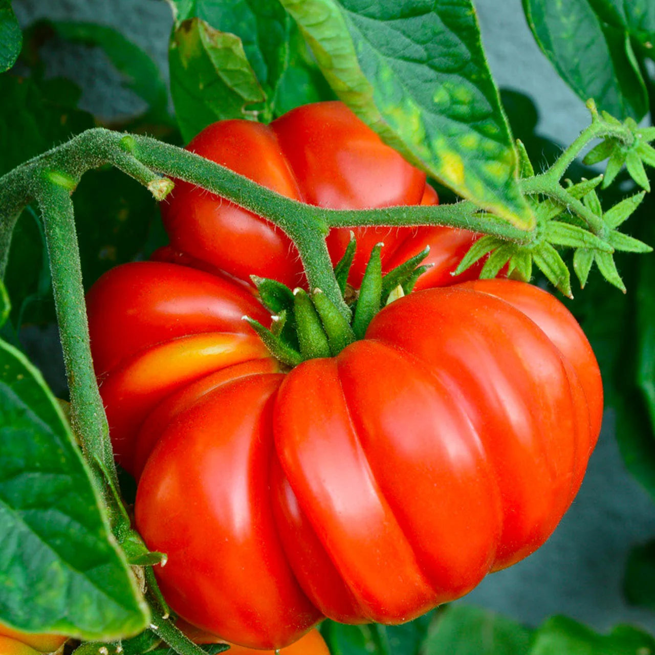 Giant Tomate Samen zum Pflanzen Solanum lycopersicum for vegetable patches and home gardens