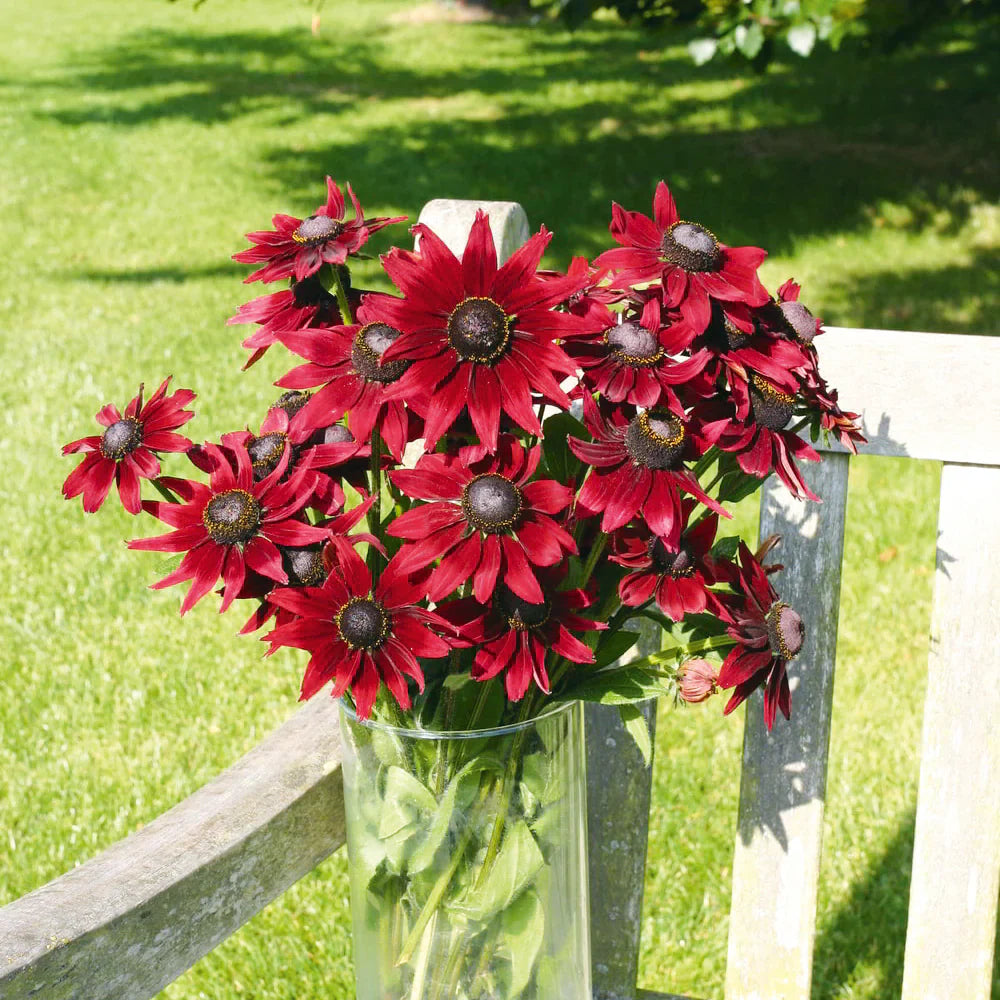 Non gmo rot rudbeckia blume samen