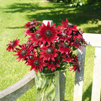 Non gmo rot rudbeckia blume samen