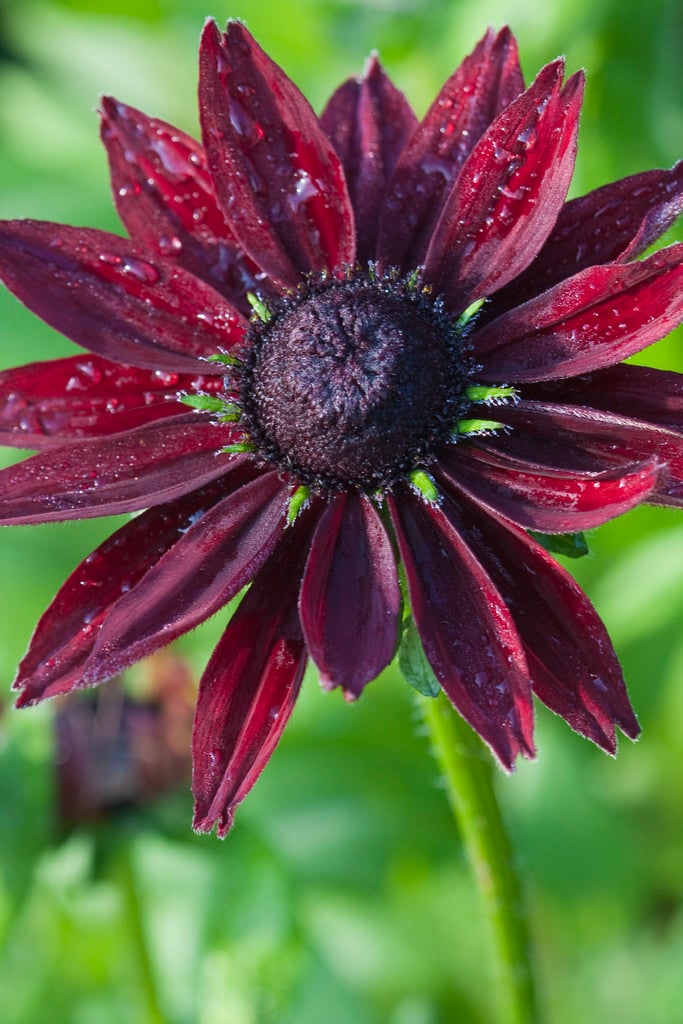 Ornamental rot rudbeckia samen for gardens