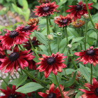 Rot rudbeckia blumen in pollinator garten