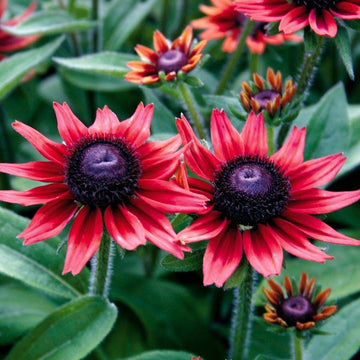 Rot rudbeckia blume samen for anpflanzung