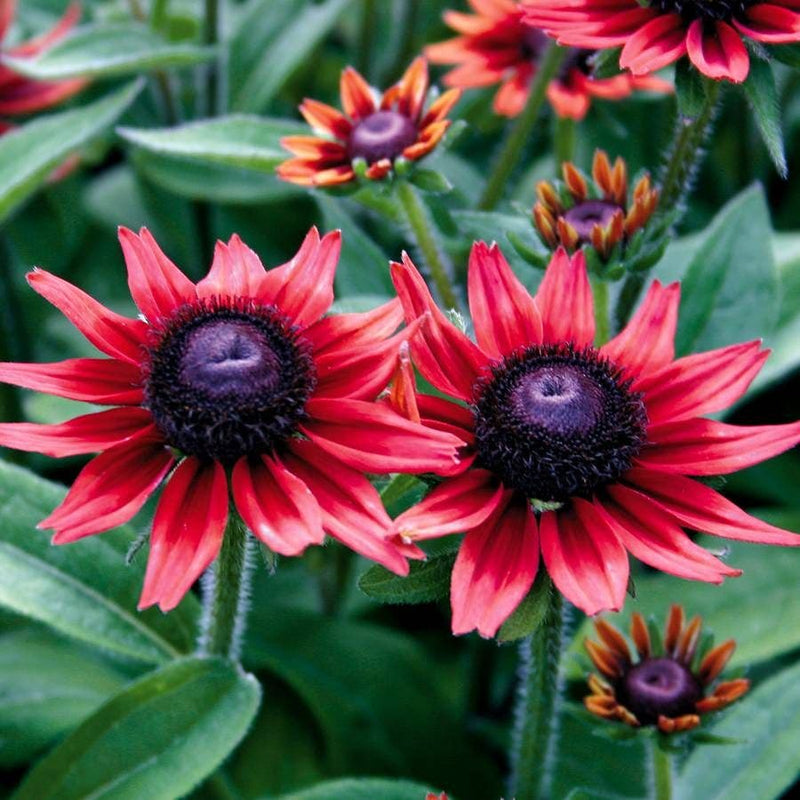 Rot rudbeckia blume samen for anpflanzung