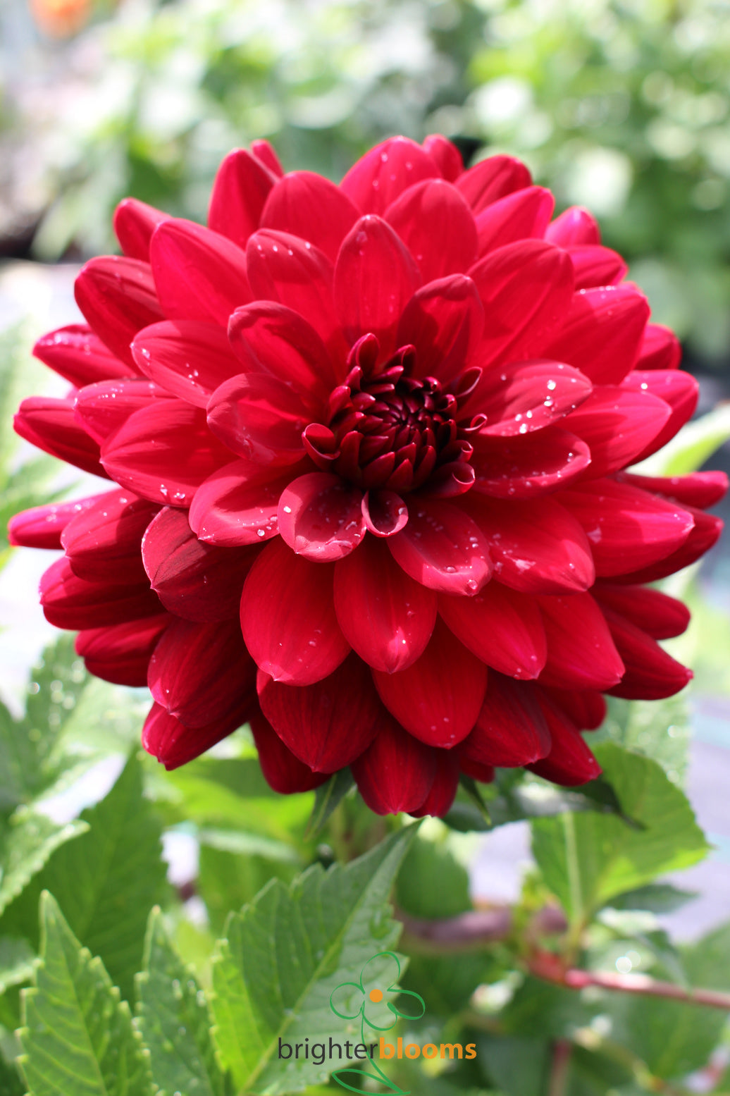 Arabian Night Dahlie Blumensamen zur Aussaat – Wildblume Mischung – Traditionssorte & ohne Gentechnik Samen Hausgarten