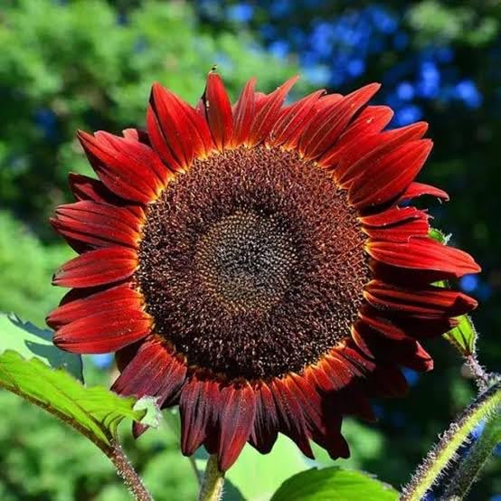 Non gmo rot sunflower blume samen
