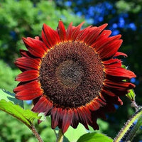 Non gmo rot sunflower blume samen