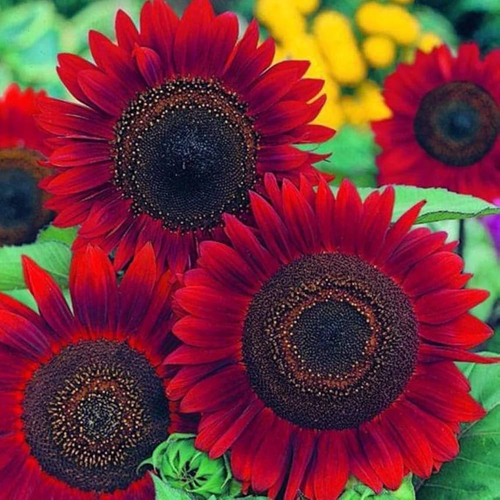 Ornamental rot sunflower samen for gardens