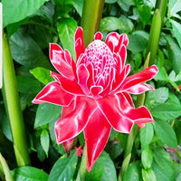 Torch Ginger Blumensamen zur Aussaat duftend Blüten Traditionssorte & ohne Gentechnik Samen Hausgarten