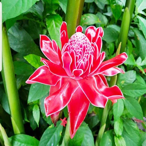 Rot Etlingera Blume Samen zur Aussaat tropisch Blüten Garten