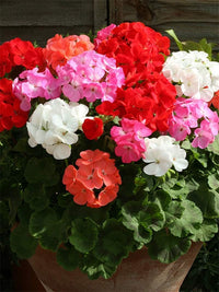 Non-gmo pelargonium blume samen