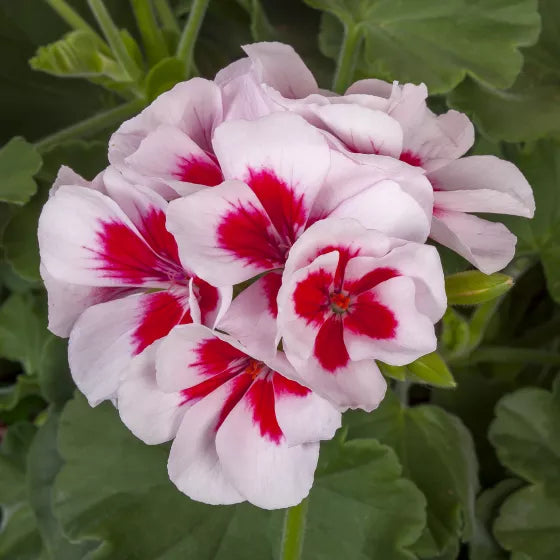 Ornamental pelargonium pflanze with rot-weiß blooms