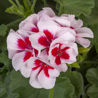 Ornamental pelargonium pflanze with rot-weiß blooms