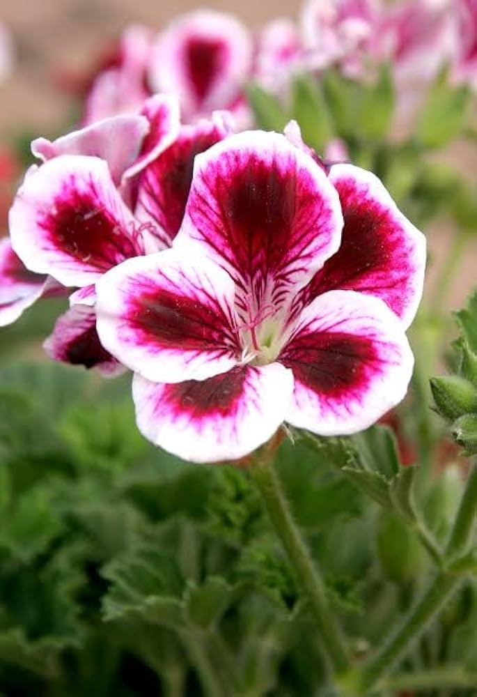 Rot weiß pelargonium blume samen for anpflanzung