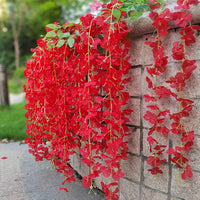 Rot wisteria climbing tree samen for gardens