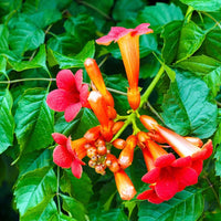 Trompetan Blumensamen einfache Aussaat