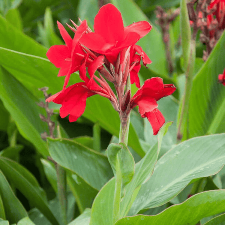 Indica blume samen for anpflanzung hardy variety heirloom & gmo free samen for home garten 
 
 sale for anpflanzung in home garten