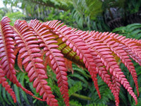 Rot Fern zur Aussaat Drought verträglich Traditionssorte & ohne Gentechnik Samen Hausgarten