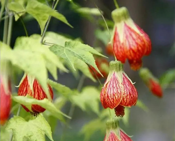 Rot flowering maple samen for garten