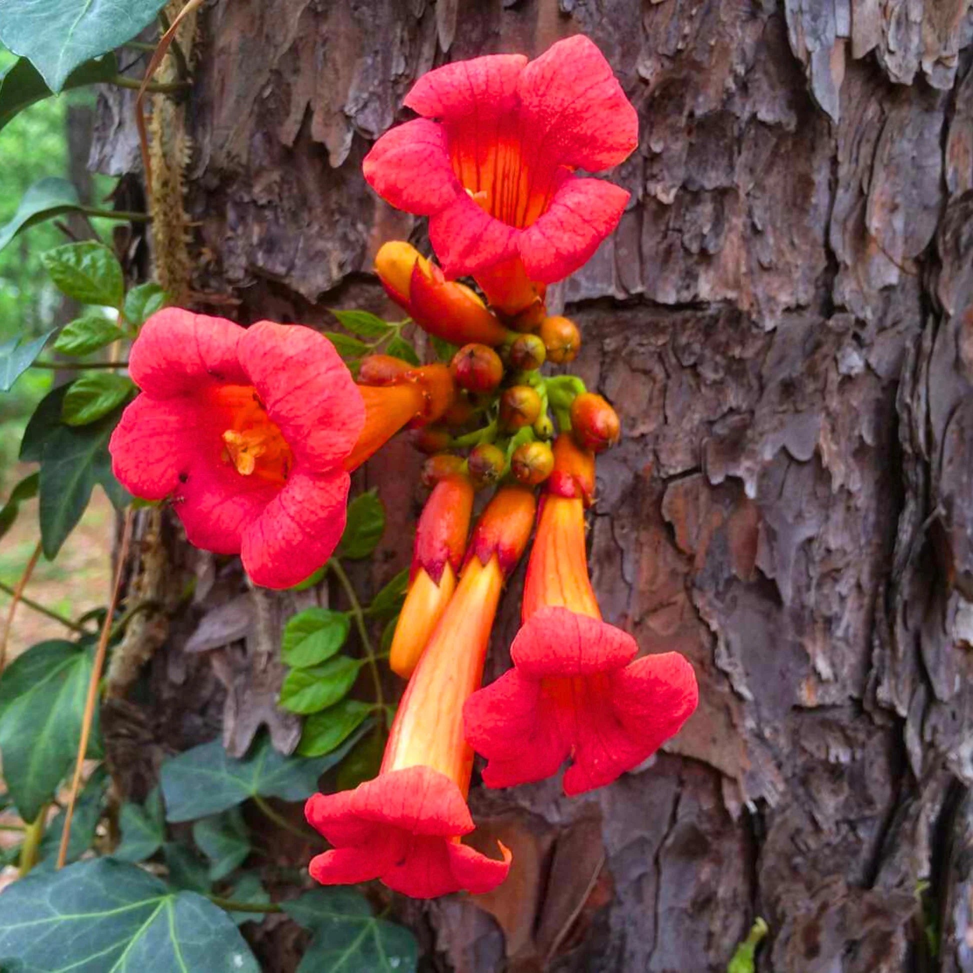 Trompetan Blumensamen einfache Aussaat