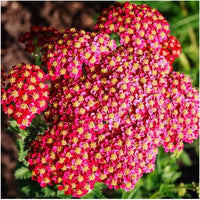 Achillea Rot Samen zur Aussaat Hausgarten Blume Beet