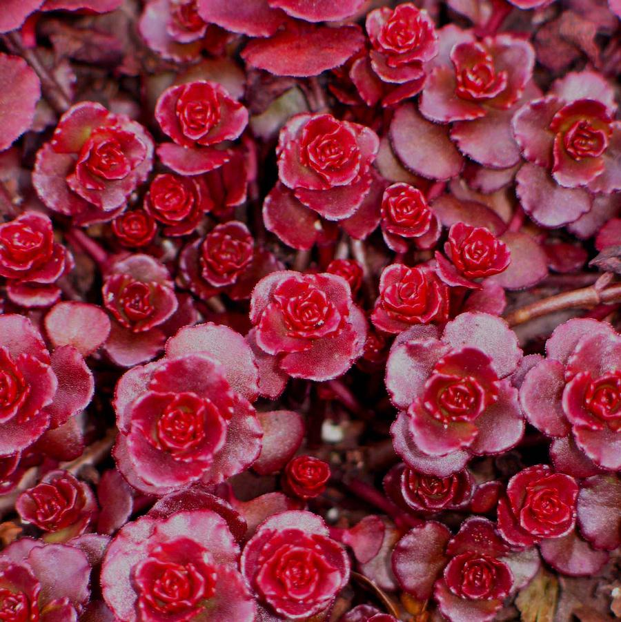 Sedum Carpet Blumensamen zur Aussaat Anzucht Traditionssorte & ohne Gentechnik Samen Hausgarten
