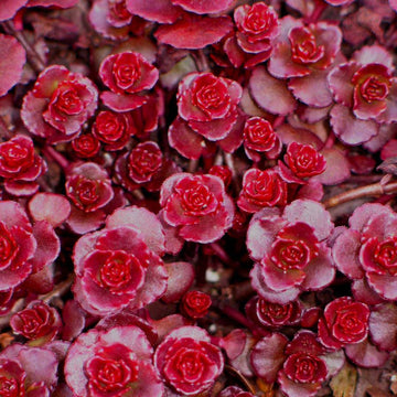 Sedum Carpet Blumensamen zur Aussaat Anzucht Traditionssorte & ohne Gentechnik Samen Hausgarten