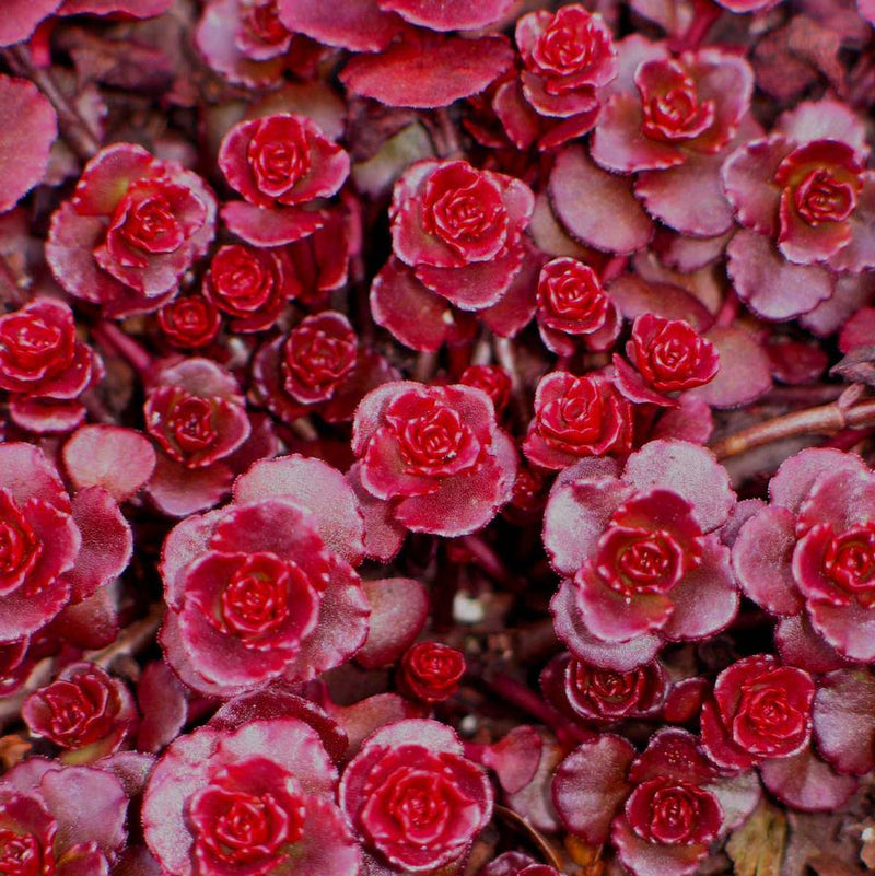 Sedum Carpet Blumensamen zur Aussaat Anzucht Traditionssorte & ohne Gentechnik Samen Hausgarten