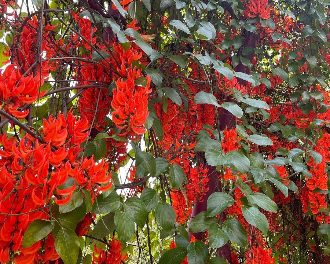 Rot Strongylodon Blumensamen Samen zur Aussaat Thriving und leuchtend Garten Schauanlagen
