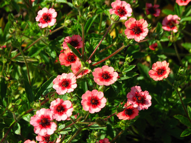 Rot-willmott-blume-samen