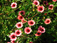 Rot-willmott-blume-samen